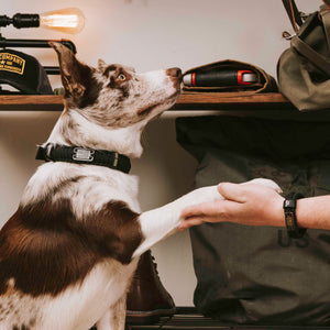 7-ParacordDogCollar