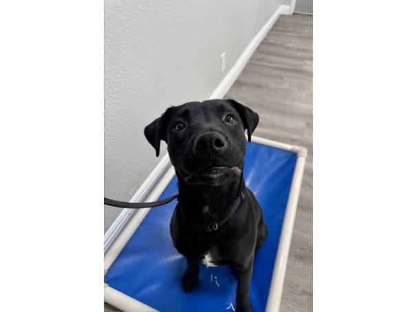 Shadow, a black Lab service dog, wearing a red service-in-training vest