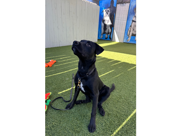 Shadow sitting attentively during a training session